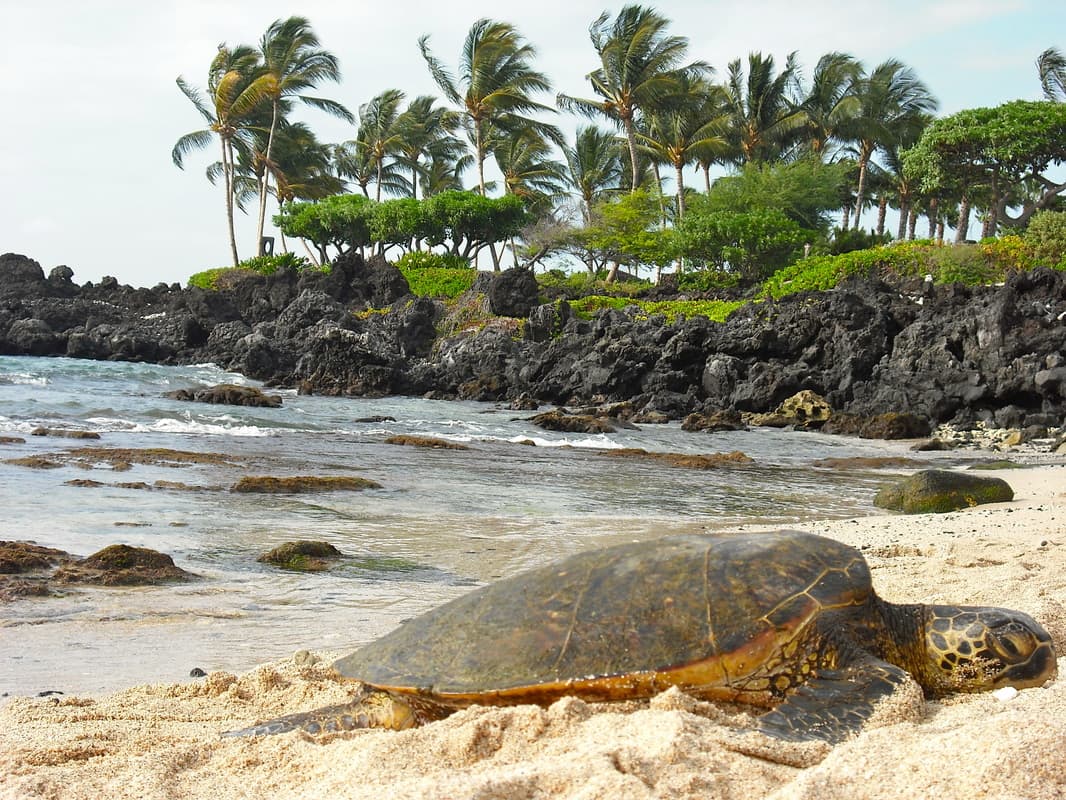 Green sea turtle resting at Kukio Beach