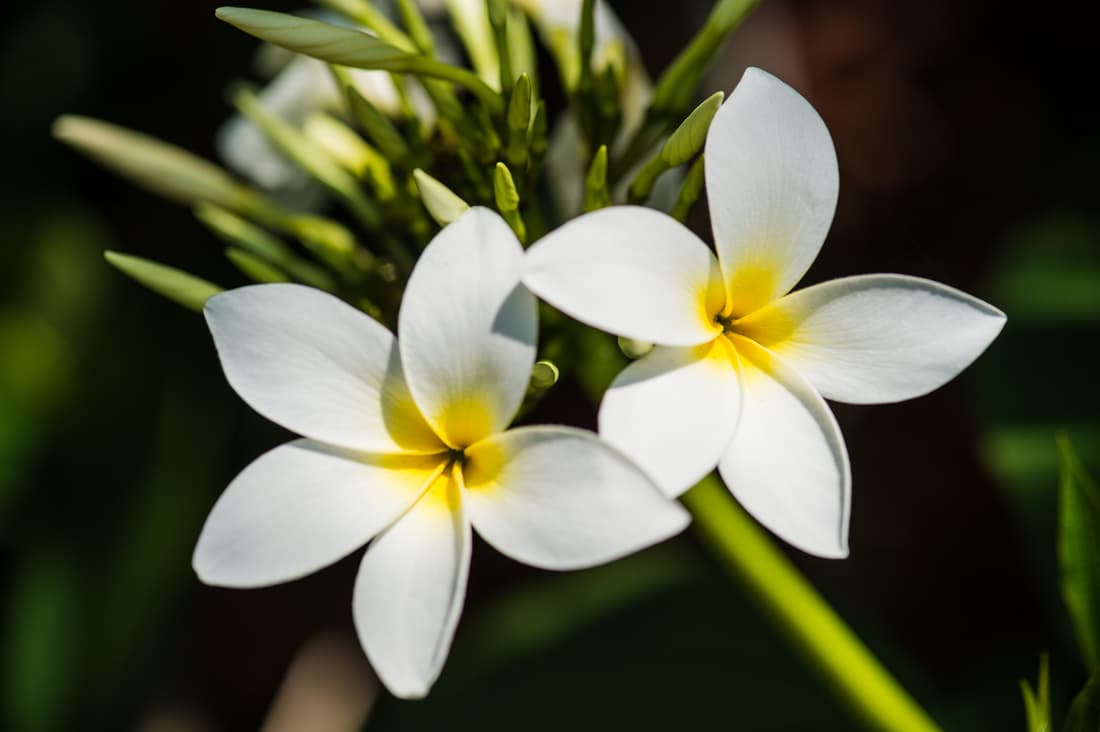 White plumeria flowers blooming in the garden